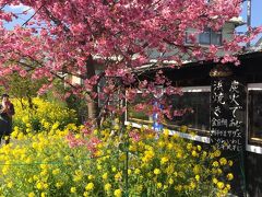 せっかくなので河津まで繰り出して、河津桜を見にきましたが、あににく今年はもうすでに散ってしまったとのこと。おそらく伊豆高原でみた品種の桜が咲いていました。菜の花も満開でした。