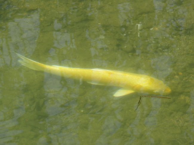 金色のコイがいました。