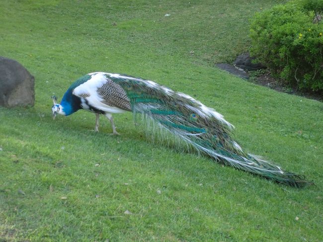 くじゃくが放し飼い