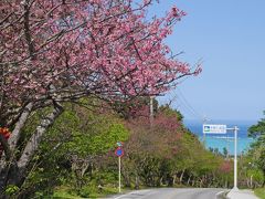 エメラルドグリーンな海と真っ青な空★向日葵も秋桜も！【沖縄3日目：前半】
http://4travel.jp/travelogue/11222645
からの続きになります！

3日目の後半、古宇利大橋から約40分。
今帰仁城跡の駐車場に到着です。

駐車場沿いの道には桜が咲いていました。そして先にはエメラルドグリーンの海が見えます！
