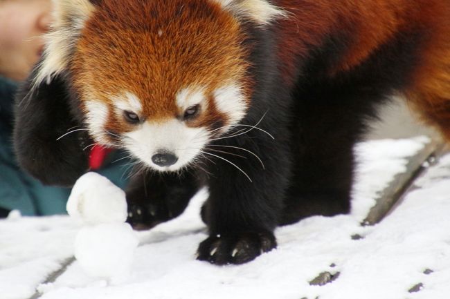 初 山口福岡レッサーパンダ遠征はこの冬最大の寒波到来 9 到津の森公園動物園 体重測定と朝ごはんタイムが見られたリンリンくん 野風ちゃん 笑笑 クスクス 坊ちゃん 展示が工夫された草原の世界と林床の世界の動物たち 小倉 北九州市中心部 福岡県 の旅行記