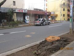 伐採された「ソメイヨシノ」の切り株です。道路の向こうは「一兆庵」で、その前には「アマノガワ」が植えられているのが見えます。