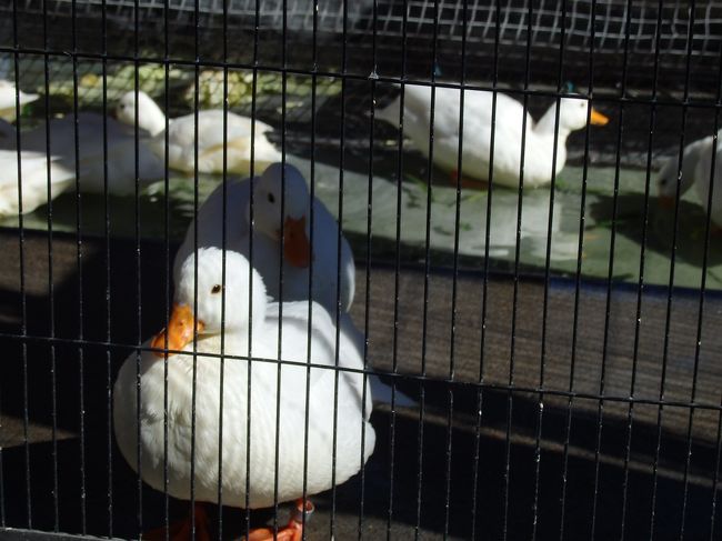 【コールダック】<br />真っ白な羽とオレンジのクチバシが可愛い(*ﾟｰﾟ*)ポッ