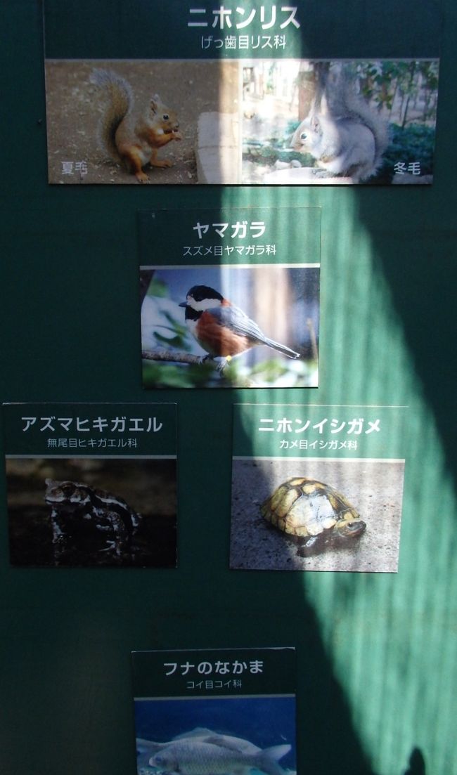 【リスの小径】<br />大きなケージの中に、リス、ヤマガラ、カエル、カメ、魚が居ます