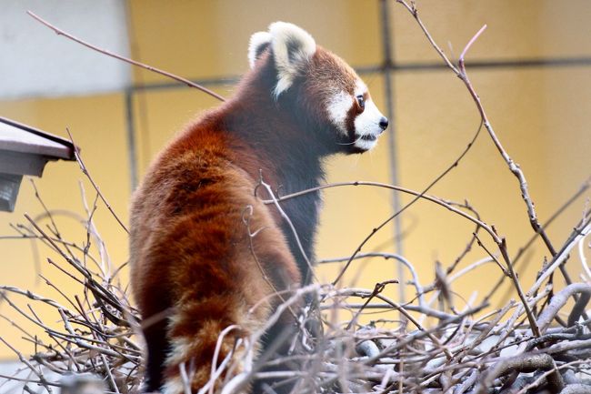 初 山口福岡レッサーパンダ遠征はこの冬最大の寒波到来 10 周南市徳山動物園 再会したフーフーくんの美しさに目をみはる 実物はすごく可愛かったリボンちゃん ちょっとだけ会えた風花ちゃんとヒコくん できれば屋外で会いたかった子ゾウたち他 徳山 周南 山口県 初 山口福岡レッサーパンダ遠征はこの冬最大の寒波到来 10 周南市徳山動物園 再会したフーフーくんの美しさに目をみはる 実物はすごく可愛かったリボンちゃん ちょっとだけ会えた風花ちゃんとヒコくん できれば屋外で会いたかった子ゾウたち他 徳山 周南 山口県
