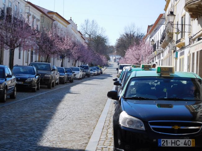 アーモンドの花でしょうか、満開で綺麗でした。
