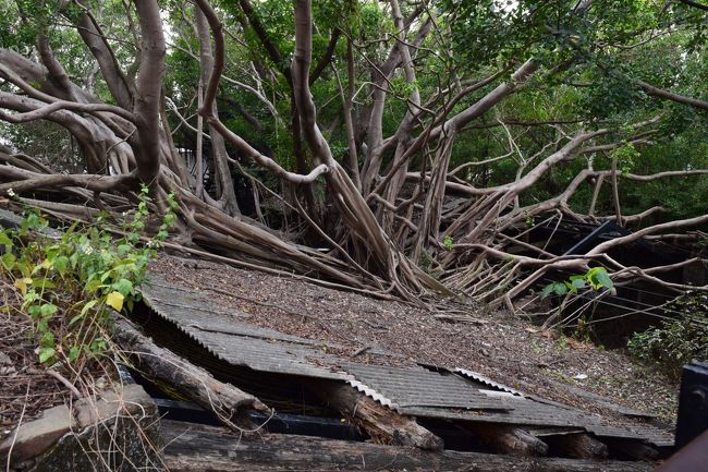 安平樹屋の屋根です。ガジュマロの樹が成長して、屋根を突き破っています。<br />思った以上にすごい風景でした。