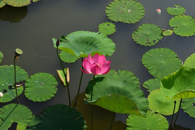 蓮池潭にうかぶ蓮の花です。<br />ちょうど見頃の時期らしく、蓮の花が見事です。