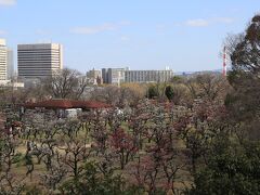 丁度、梅の見応えがありました。