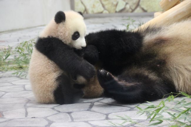 アドベンチャーワールドの赤ちゃんパンダ 結浜の名付け親のみが参加できる パンダプレミアムツアー の為に白浜へ行って結浜を近くで見たお話 アドベンチャーワールド 編 17 3 5 6 南紀白浜 和歌山県 の旅行記 ブログ By いろはさん フォートラベル