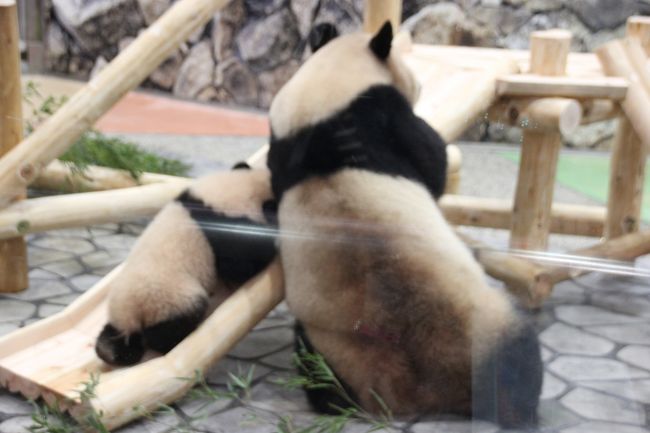 アドベンチャーワールドの赤ちゃんパンダ 結浜の名付け親のみが参加できる パンダプレミアムツアー の為に白浜へ行って結浜を近くで見たお話 アドベンチャーワールド 編 17 3 5 6 南紀白浜 和歌山県 の旅行記 ブログ By いろはさん フォートラベル