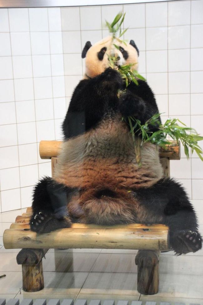 アドベンチャーワールドの赤ちゃんパンダ 結浜の名付け親のみが参加できる パンダプレミアムツアー の為に白浜へ行って結浜を近くで見たお話 アドベンチャーワールド 編 17 3 5 6 南紀白浜 和歌山県 の旅行記 ブログ By いろはさん フォートラベル