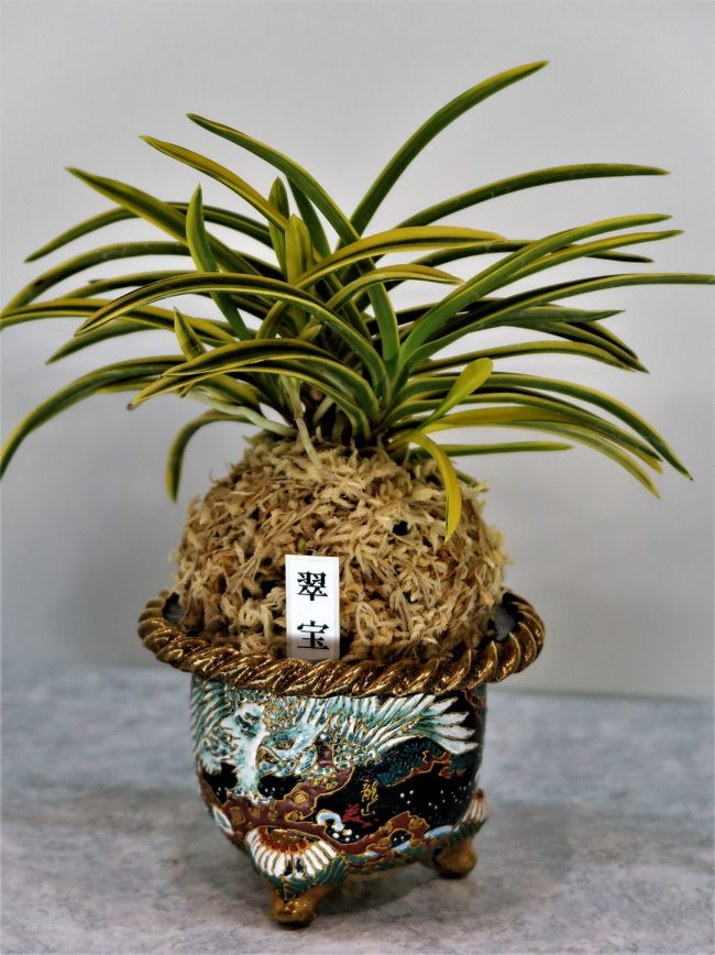 香蘭社 世界らん展05 フレグランス（蘭の香り）部門など ☆総出展数は10万株