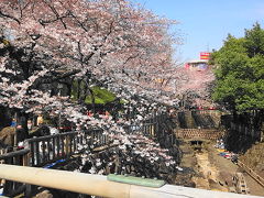 ３／２８
ずいぶん暖かくなってきました。桜の開花も始まり、今日は王子の飛鳥山公園へ花見です。王子に向かう都電は大混雑でした。まだ五分咲きくらいでしょうか・・・　春まじか・・・ 