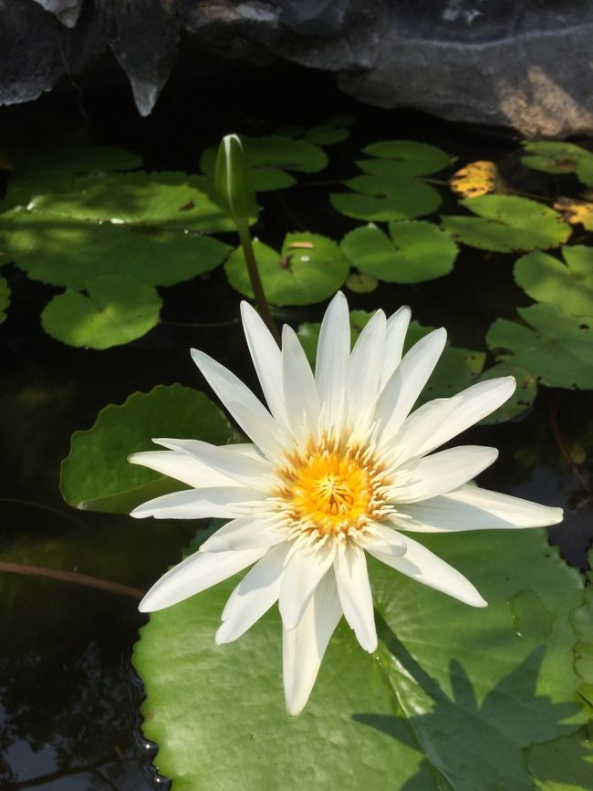 塔の前の小さな水槽には、まるで私たちの心のような、純粋で美しい花が。<br />その水槽からカエルの鳴き声が聞こえるが、探してもどこにいるのかわからない。<br />確かにカエルみたいな声だけど、えらい大きな声やなあ。<br />ベトナムでは、日本の神社で放送されてる鶯の声みたいに、カエルの声を<br />放送で流すのかな。ゲロゲロクワツクワツ！あんまり品のいい声ではないけど、<br />本物か放送なのかは、ついにわからずじまいだった。