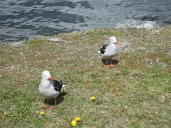 半日ツアーを終えてウシュアイアの街に戻ってきました。港の周辺を散歩