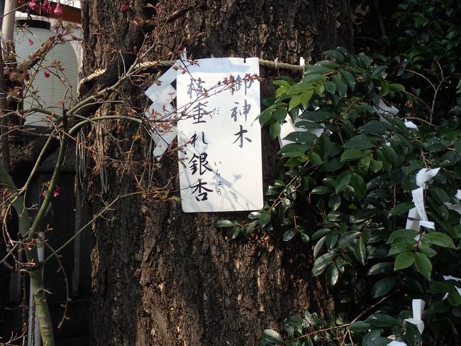 門の横には、<br />御神木として<br />しだれイチョウが