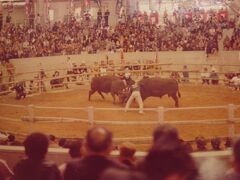 宇和島の闘牛（市営闘牛場にて）（月１回開かれる大会に偶然出会いました。）
２頭の牛の角合わせは迫力がありました。