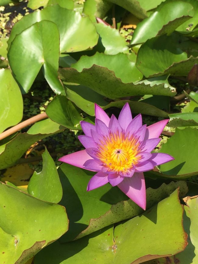 この花も、可憐