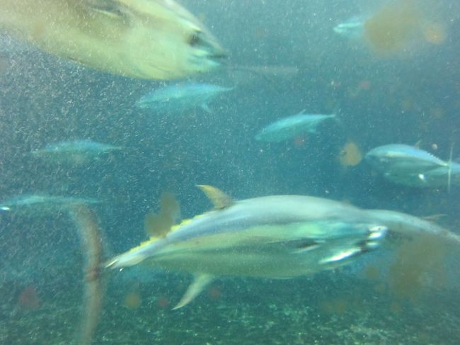 あの水槽はどうなった 葛西臨海水族園 ついでに 地下鉄博物館へ 葛西 東京 の旅行記 ブログ By かつのすけさん フォートラベル