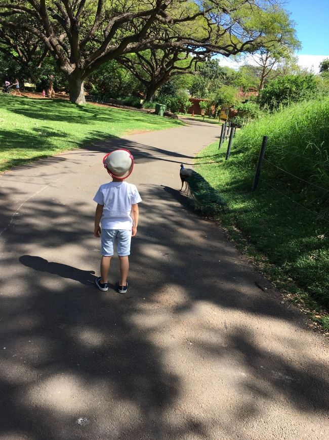 食事後は、ホノルル動物園へ。