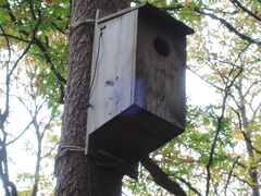 　表紙の、ムササビが寝ていた巣箱です。小型カメラを仕込んであり、それにつないで見せてくれました。
　
　今日の午前は、野鳥の森ネイチャーウオッチングに参加します。10時出発、12時帰着で、大人2100円です。
　主催者は，星野リゾートグループ内のNPO法人ピッキオです。そのため、散策場所は、ハルニレテラスの後背に広がる森です。
　なお、午後出発、深夜、早朝ウオッチングなども行われています。