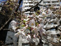 桜が咲き始めています。これはソメイヨシノ。