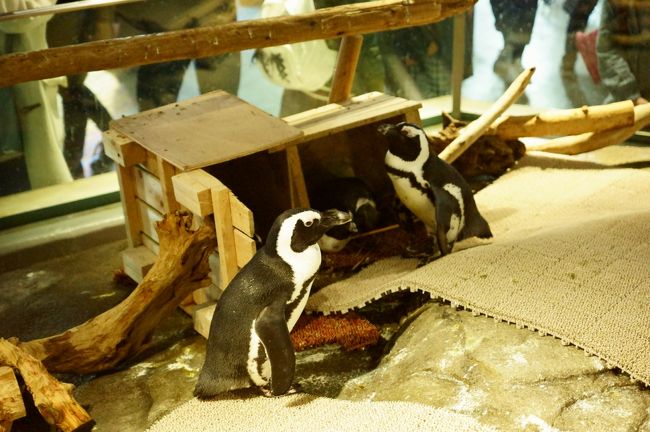 にふれる ということでnifrel ニフレル に行ってきました 吹田 万博公園 大阪 の旅行記 ブログ By Hiro3さん フォートラベル にふれる ということでnifrel ニフレル に行ってきました 吹田 万博公園 大阪 の旅行記 ブログ By Hiro3さん フォートラベル