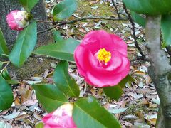 　次は石橋文化センターへ。先月は梅　今月は椿を見ました。
本来見るはずの桜はまだまだ。