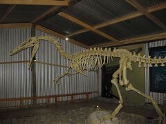 ペリトモレノ氷河の観光を終え、カラファテに戻ります。少し時間があったので歴史博物館へ。恐竜？の骨格標本や