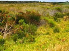 【ケープタウンの植物天国】

ユネスコにより（2004年に）世界遺産に指定されていそーです.....