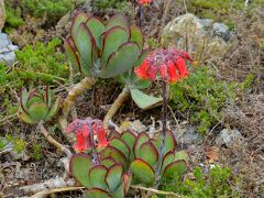 【ケープタウンの植物天国】

な....なんだ、この不思議な花は......綺麗だが....毒々しい....