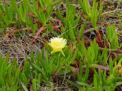 【ケープタウンの植物天国】

黄色い一輪の生命....