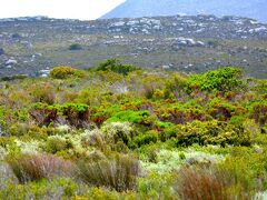 【ケープタウンの植物天国】

でも、こんな広大なのに....本当に数えたんかなぁぁ～？