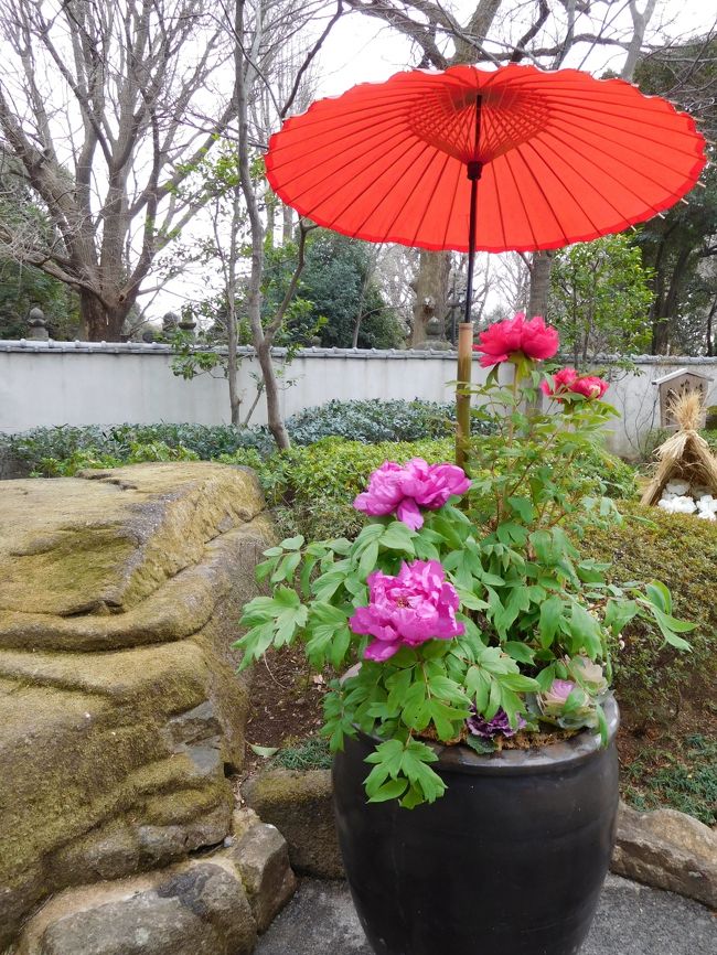 上野東照宮 ぼたん苑の冬牡丹 寒牡丹と金色殿 上野 御徒町 東京 の旅行記 ブログ By まめ猫さん フォートラベル