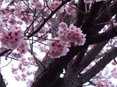 電車で走る事約15分
熱川駅へ到着
駅前ではおおかん桜が迎えてくれた