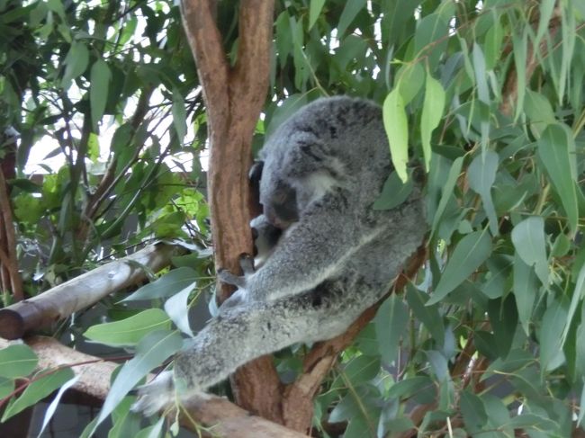 いたいた<br /><br />寝るコアラ