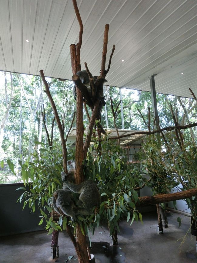 コアラのなる木状態