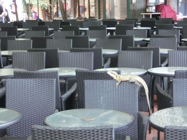 ナチュラルボーンのトカゲ？<br /><br />放し飼い？