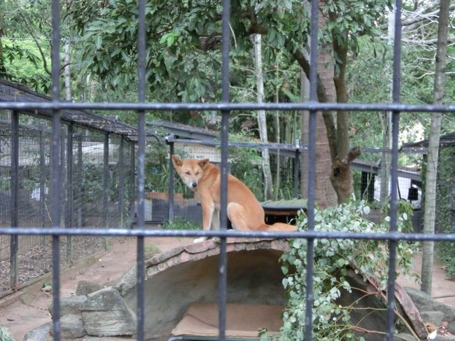 dingoもいるよ。<br />