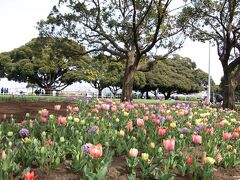 山下公園　球根ミックス花壇「ふんわりピーチ」

春の雰囲気にぴったりな優しい色合いの球根を混ぜて植えてあり、
開花時期の違いでどんどん景色が変わります。

球根ミックス花壇は、市内の公園愛護会の皆さんが作ったもの。
フェア後も地域の公園で活かせるような方法として
「球根ミックス方式」による花壇づくりの講習を受けて作り上げたそうです。

チューリップ、スイセン、ヒヤシンスなど、
長い期間、花を楽しむことが出来ますが、
ピークは４月中旬になるようです。