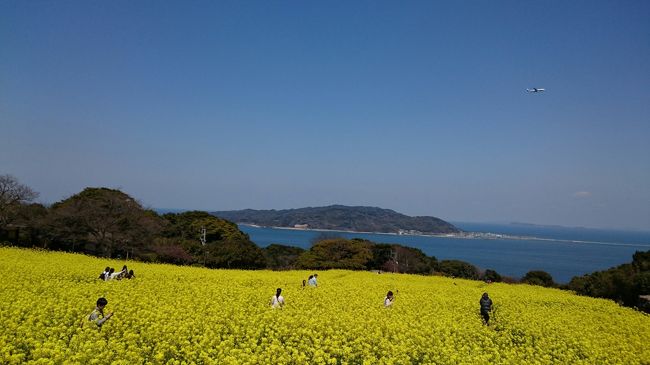 孫と一緒に早春の能古島へ 菜の花の満開をはじめ沢山のお花が咲いていました 博多 福岡県 の旅行記 ブログ By Nanakoさん フォートラベル