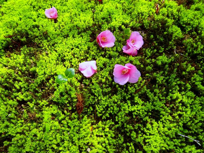 春の柔らかい日差しを浴びた苔の庭に降る椿 東山 祇園 北白川 京都 の旅行記 ブログ By Koumeさん フォートラベル