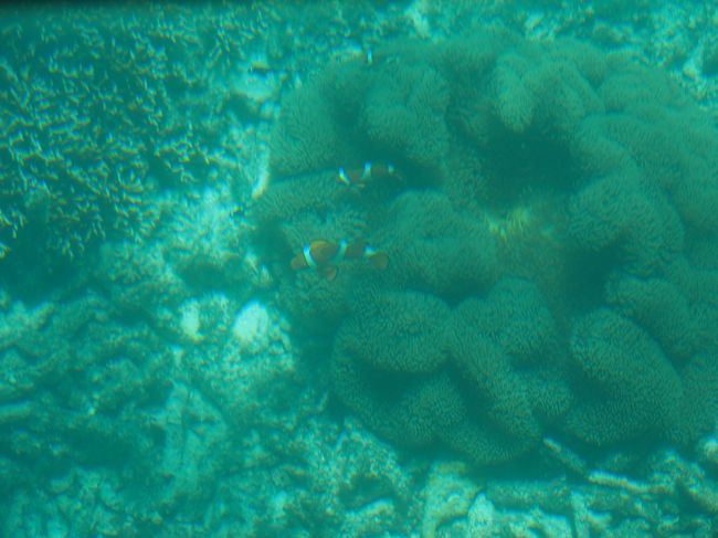 　グラスボートの底からはニモも見れます。<br /><br />　年甲斐もなくはしゃいじゃいました。<br /><br />　今度は絶対に孫連れで来よう！　　と空想が広がります。