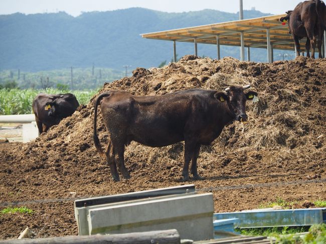 　ドライブの道沿いに牧場があり、黒毛和牛を見かけました。<br /><br />　これが、石垣牛なのでしょうか？<br /><br />　昨日、いただきました。<br /><br />　美味しかったです。畜産家の方々、ありがとうございます。感謝です。<br /><br />　そして、牛さんたちに合掌・・・・