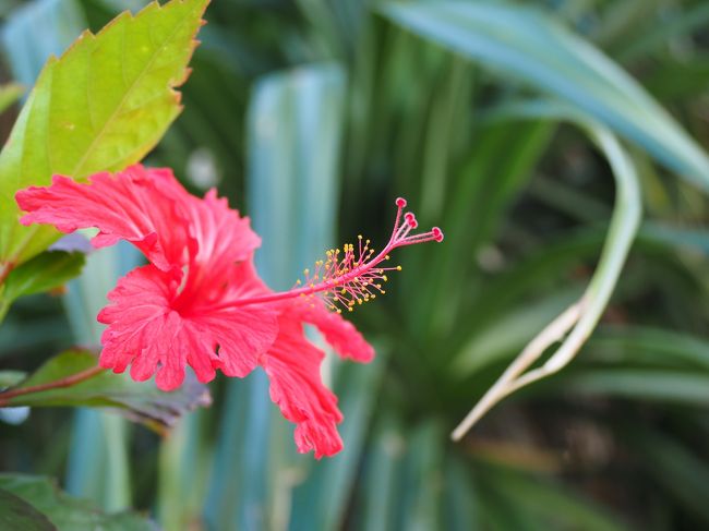 　こんな綺麗な花が咲きまくっています。<br /><br />　ウーン、パラダイス！！！