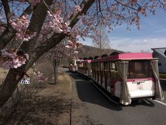 東駐車場から「みかも山公園」に、

河津桜と公園内を走るトレイン。
