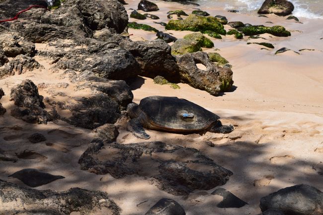 そしてラニアケアビーチへ。ウミガメを近くで見ることができました！<br /><br />気持ちよさそうにのんびりと日光浴を楽しんいますね♪