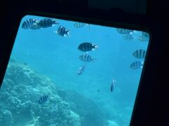 我が家は海中展望船「サブマリンＪｒⅡ」に乗船しました。
子どもらは大喜びでした。膨らんでいないハリセンボンを見たり、ウミガメを見たり魚に餌をあげたり、楽しかったようです。

時間も３０分と短いので船酔いする私でもなんとか乗り切れました。
３０分にしては高額ですが、シュノーケルもダイビングもできない子どもにとっては海の中を見れるいい機会だったと思います。