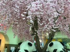 最後に上野駅構内の桜です